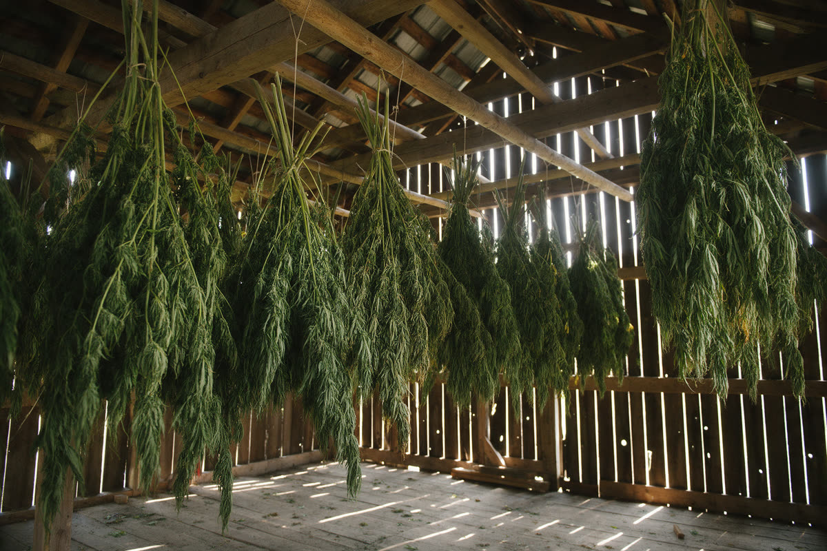 Wooden drying barn with bundles of harvested hemp hanging from the rafters